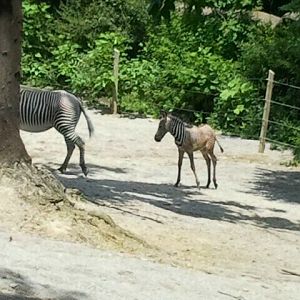 June 2012-Baby Savanna