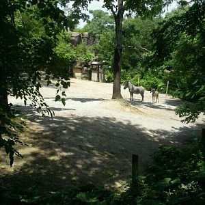 June 2012-Grevy's Zebra exhibit