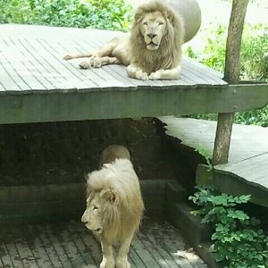 June 2012-Future and Sunshine, the white Southeast African lions