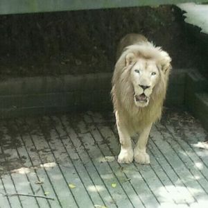 June 2012-Sunshine the Southeast African lion