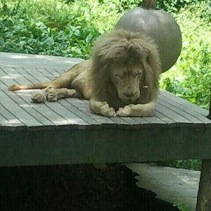 June 2012-Future the Southeast African lion