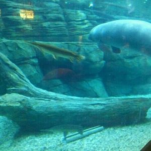 June 2012-Left side of the Florida manatee/Florida fish tank
