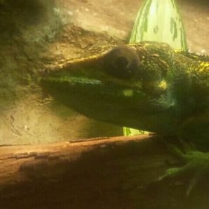 June 2012-Knight anole in Manatee Springs