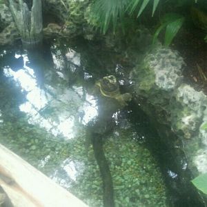 June 2012-Left side of the alligator snapping turtle pond