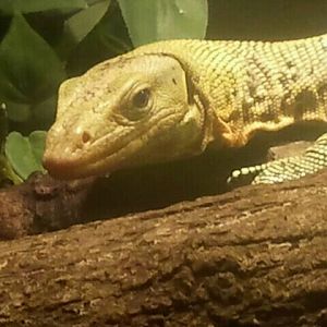 June 2012-Quince monitor in Dragons!