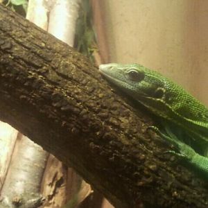 June 2012-Green tree monitor in Dragons!