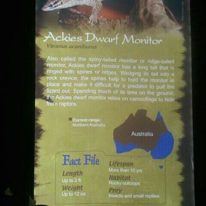 June 2012-Dwarf monitor sign in Dragons!