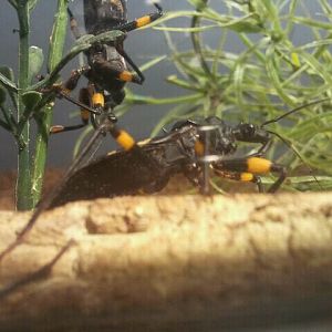 June 2012-White-eyed assassin bugs in World of the Insect