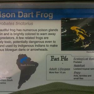 June 2012-Dart frog sign in World of the Insect