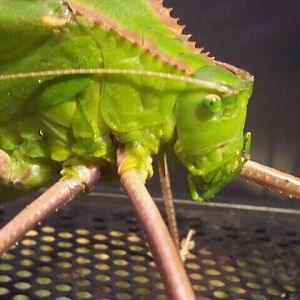 June 2012-Malayan leaf katydid in World of the Insect