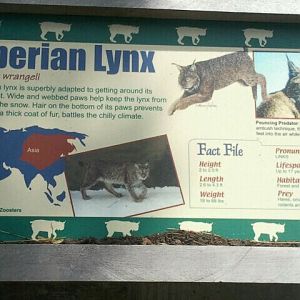 June 2012-Lynx sign at Night Hunters