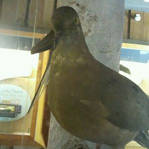 June 2012-Passenger pigeon
