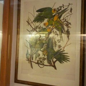 June 2012-Carolina parakeet painting in the Passenger Pigeon Memorial