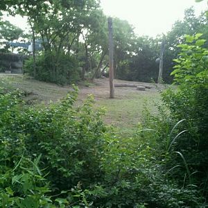 June 2012-Right side of the female Indian elephant exhibit