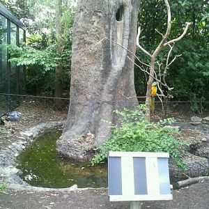June 2012-Crested Screamer/Blue-and-gold Macaw exhibit