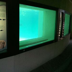 June 2012-California sea lion underwater viewing