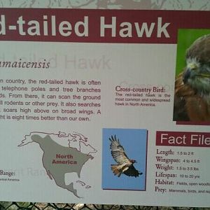 Hawk sign in Wolf Woods