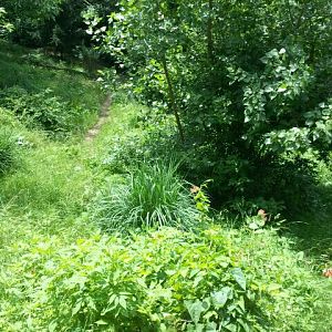 June 2012-Right side of the Mexican wolf exhibit