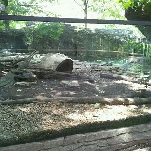 June 2012-North American river otter exhibit