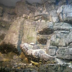 June 2012-Ceiling of the Arctic Sea Cliffs in Wings of the World