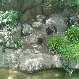 June 2012-Little Penguins at Penguin Walkabout