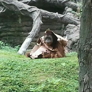 June 2012-Henry wearing a box