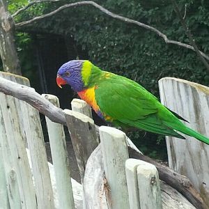 June 2012-Rainbow lorikeet in Lorikeet Landing
