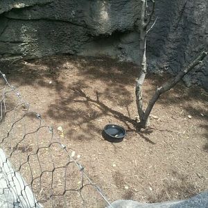 June 2012-Southern three-banded armadillo exhibit