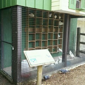 June 2012-Homing pigeon exhibit