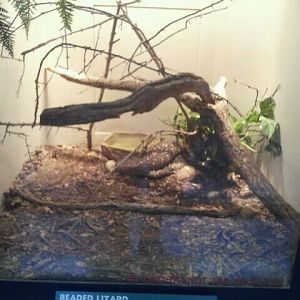 June 2012-Rio Fuetre Beaded lizard exhibit