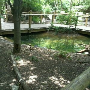 June 2012-African penguin yard