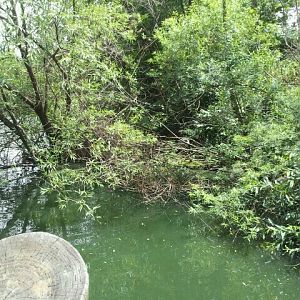 June 2012-Wetland Trails (find the crane?)