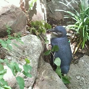 June 2012-Little Penguin at Penguin Walkabout