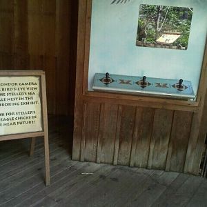 June 2012-Steller's Sea Eagle Chick Camera