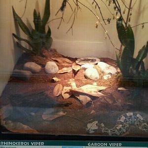June 2012-Rhinoceros/Gaboon Viper exhibit