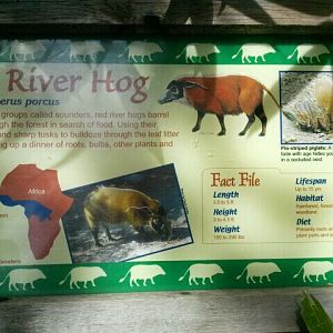 June 2012-River hog sign in Wildlife Canyon