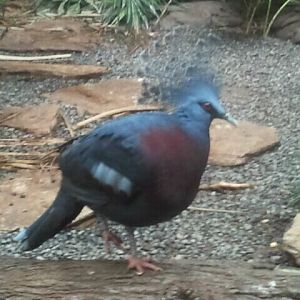 June 2012-Victoria crowned pigeon in Wings of the World