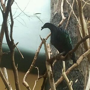 June 2012-Nicobar pigeon in Wings of the World