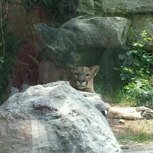 June 2012-Tecumseh the Cougar