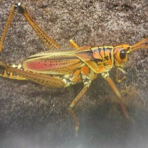 June 2012-Eastern lubber grasshopper in World of the Insect