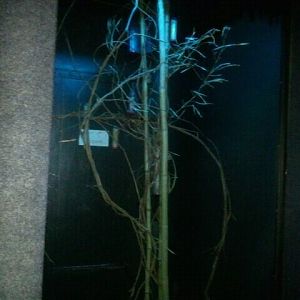 June 2012-Feather-tailed glider exhibit