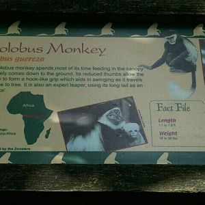 June 2012-Colobus sign at Gorilla World