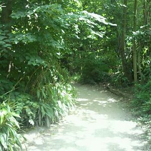 June 2012-Jungle Trails Entrance Path