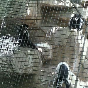 June 2012-Eastern black-and-white colobus monkeys at Gorilla World