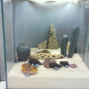 June 2012-Blue death feigning beetle exhibit