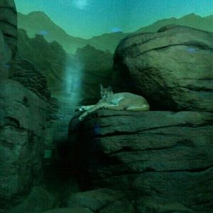June 2012-Female caracal in Night Hunters