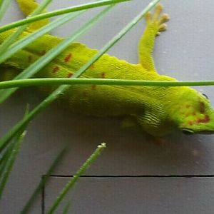 June 2012-Madagascar giant day gecko in World of the Insect