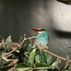 June 2012-Blue-breasted kingfisher in Wings of the World