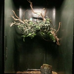 June 2012-Blue-breasted kingfisher exhibit