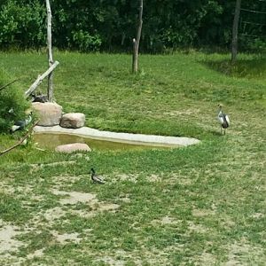 June 2012-East African crowned cranes at Giraffe Ridge